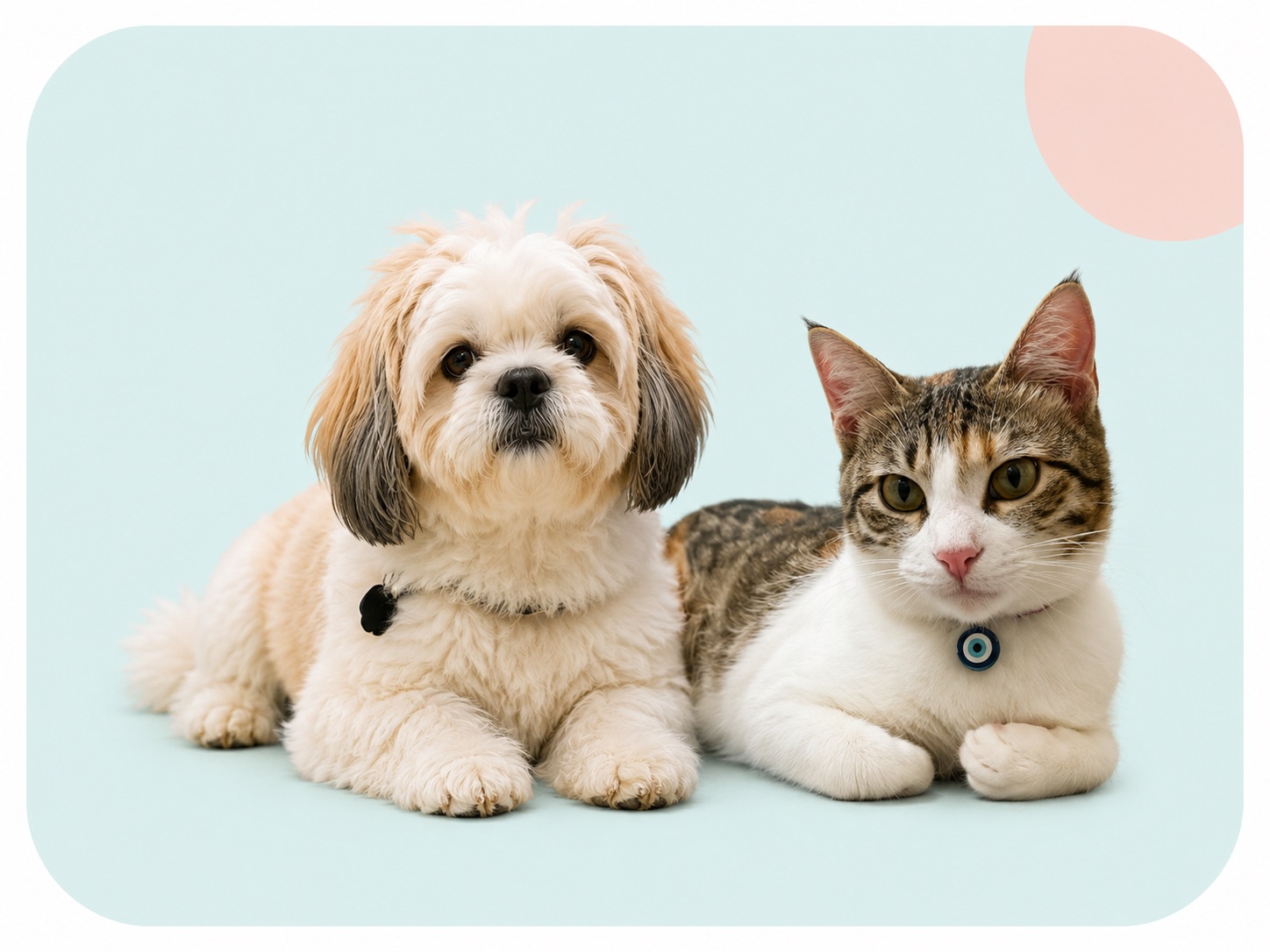 A dog and a cat together at Leela Pet Clinic, HSR Layout, Bengaluru